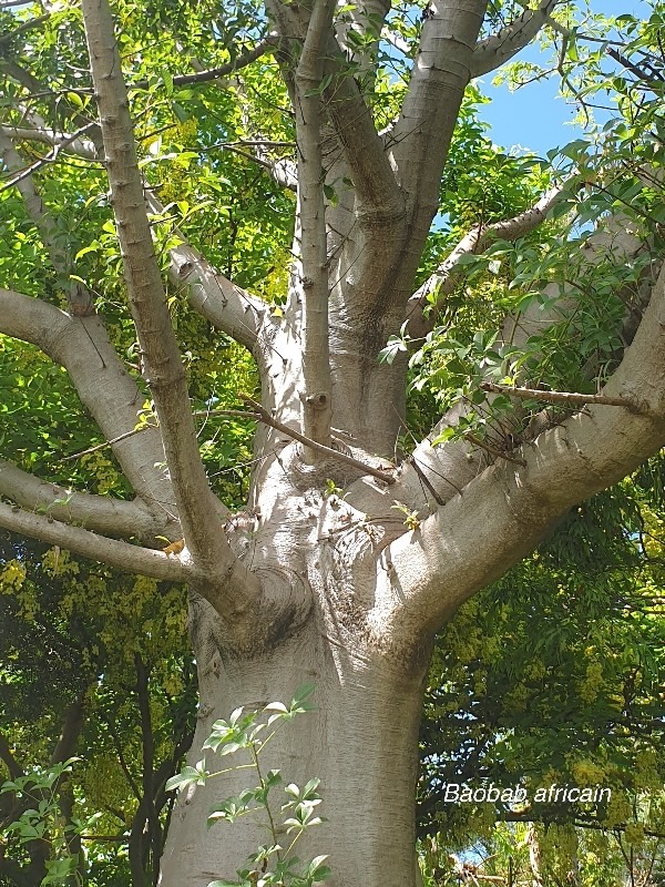 Adansonia digitata Baobab africain Malvaceae Afrique tropicale 09.jpeg