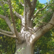 Adansonia digitata Baobab africain Malvaceae Afrique tropicale 09.jpeg