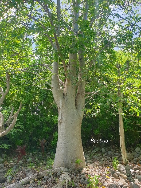 Adansonia madagascariensis Baobab Malvaceae Endémique Madagascar 50.jpeg