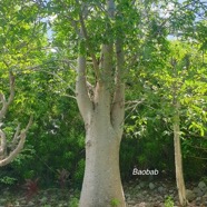 Adansonia madagascariensis Baobab Malvaceae Endémique Madagascar 50.jpeg