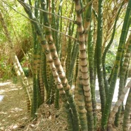 Bambusa ventricosa Ventre de Bouddha Poaceae S Chine 22.jpeg
