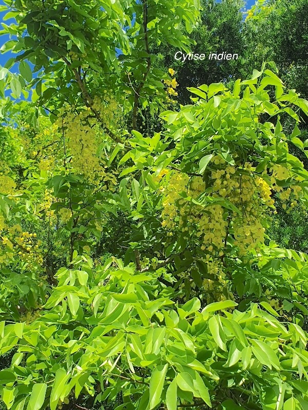 Cassia fistula Cytise indien Fabaceae Inde, Sri Lanka 05.jpeg