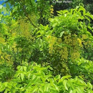 Cassia fistula Cytise indien Fabaceae Inde, Sri Lanka 05.jpeg