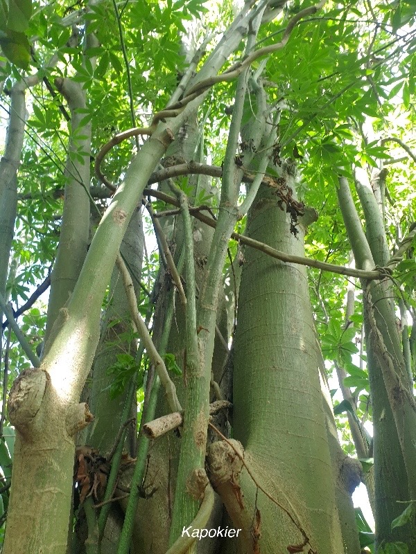 Ceiba pentandra Kapokier Malvaceae Régions tropicales américaines 33.jpeg