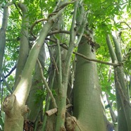 Ceiba pentandra Kapokier Malvaceae Régions tropicales américaines 33.jpeg