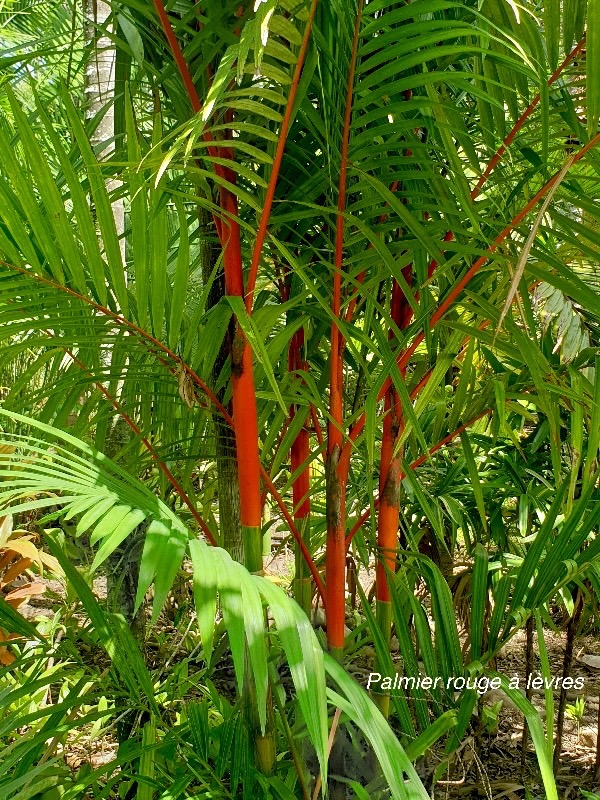 Cyrtostachys renda Palmier rouge à lèvres Arecaceae Asie 21.jpeg