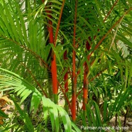 Cyrtostachys renda Palmier rouge à lèvres Arecaceae Asie 21.jpeg