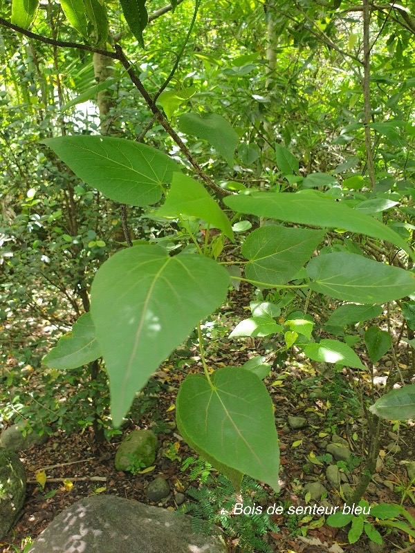 Dombeya populnea Bois de senteur bleu Malvaceae Endémique La Réunion, Maurice 201.jpeg