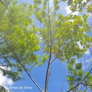 Elaeocarpus angustifolius Larmes de Shiva Elaeocarpaceae Asie Pacifique Australie 57.jpeg