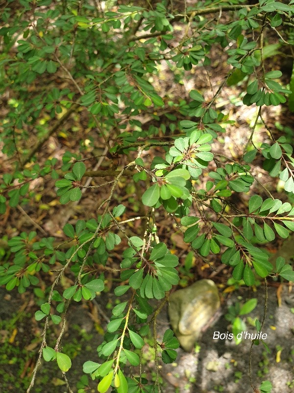 Erythroxylum hypericifolium  Bois d'huile Erythroxylaceae Endémique La Réunion, Maurice 258.jpeg