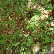 Erythroxylum hypericifolium  Bois d'huile Erythroxylaceae Endémique La Réunion, Maurice 258.jpeg