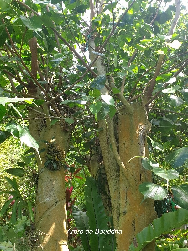 Ficus religiosa Arbre de Bouddha Moraceae S Asie 27.jpeg