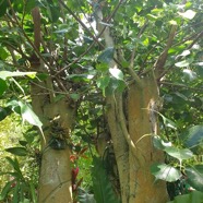 Ficus religiosa Arbre de Bouddha Moraceae S Asie 27.jpeg