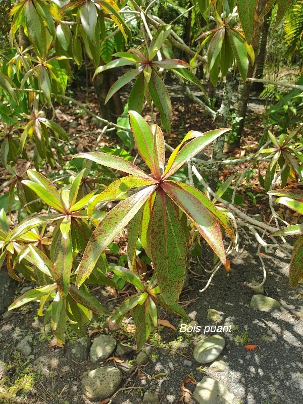 Foetidia mauritiana Bois puant Lecythidaceae Endémique La Réunion, Maurice 28.jpeg