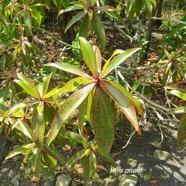 Foetidia mauritiana Bois puant Lecythidaceae Endémique La Réunion, Maurice 28.jpeg