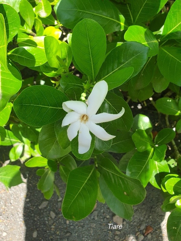 Gardenia taitensis Tiaré Rubiaceae Pacifique Sud 22.jpeg