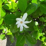 Gardenia taitensis Tiaré Rubiaceae Pacifique Sud 22.jpeg