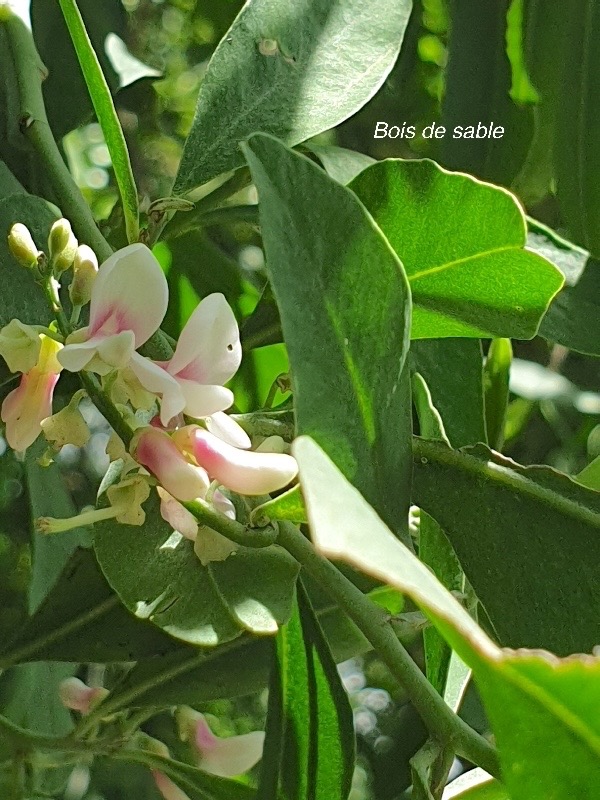 Indigofera ammoxylum Bois de sable Fabaceae Endémique La Réunion 08.jpeg