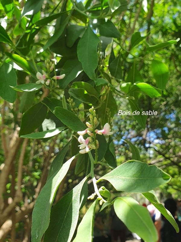 Indigofera ammoxylum Bois de sable Fabaceae Endémique La Réunion 37.jpeg