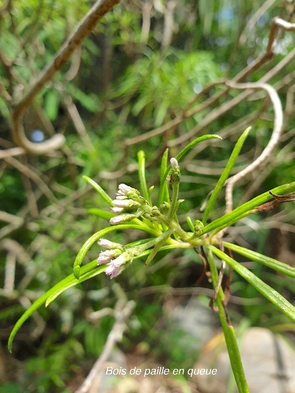 Monarrhenus salicifolius Bois de paille en queue Asteraceae Endémique La Réunion, Maurice 507.jpeg