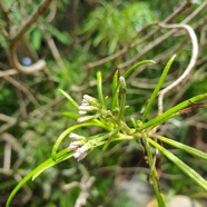 Monarrhenus salicifolius Bois de paille en queue Asteraceae Endémique La Réunion, Maurice 507.jpeg