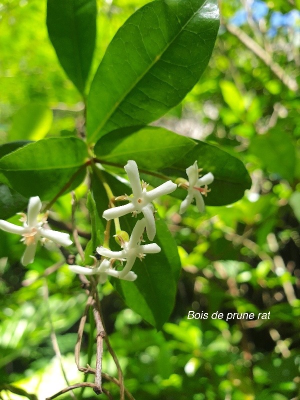 Myonima obovata Bois de prune rat Rubiaceae Endémique La Réunion, Maurice 38.jpeg