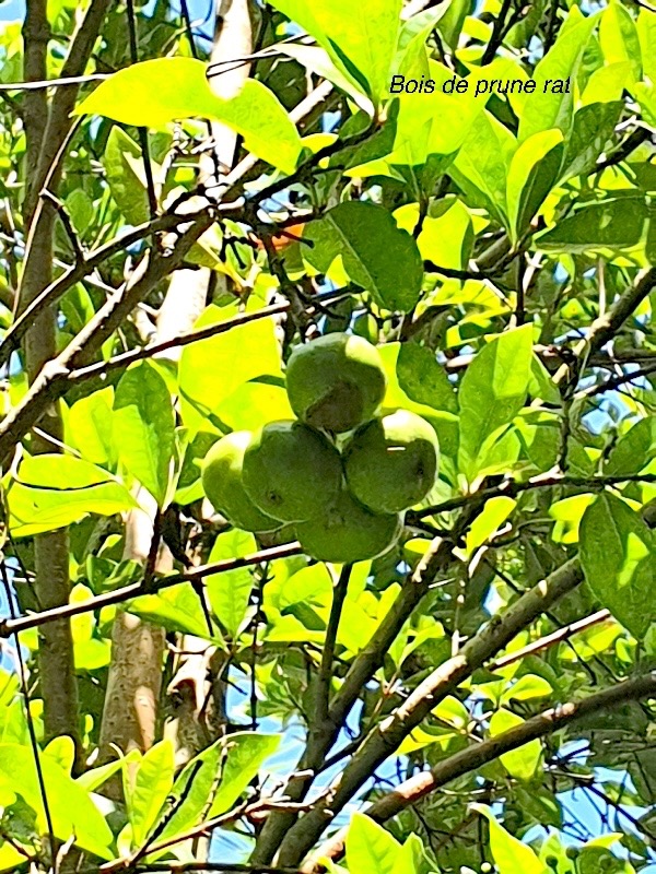 Myonima obovata Bois de prune rat Rubiaceae Endémique La Réunion, Maurice 51.jpeg