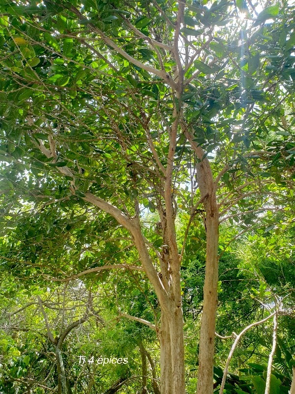 Pimenta racemosa Ti 4 épices Myrtaceae Antilles , Amérique centrale 57.jpeg