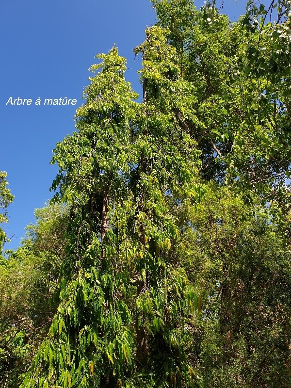 Polyalthia longifolia  Arbre à matûre Annonaceae Asie tropicale 53.jpeg