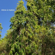 Polyalthia longifolia  Arbre à matûre Annonaceae Asie tropicale 53.jpeg