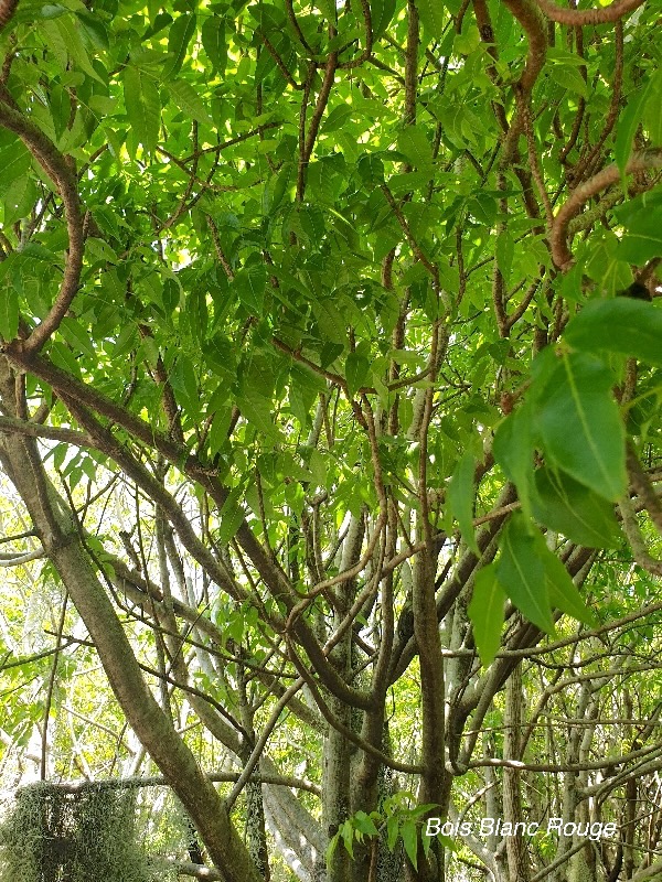 Poupartia borbonica Bois Blanc Rouge Anacardiaceae Endémique La Réunion, Maurice 23.jpeg