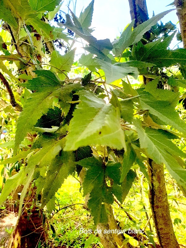 Ruizia cordata Bois de senteur blanc Malvaceae Endémique La Réunion 43.jpeg