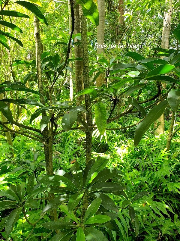 Sideroxylon majus Bois de fer blanc Sapotaceae Endémique La Réunion 436.jpeg