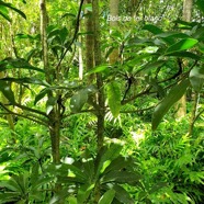 Sideroxylon majus Bois de fer blanc Sapotaceae Endémique La Réunion 436.jpeg