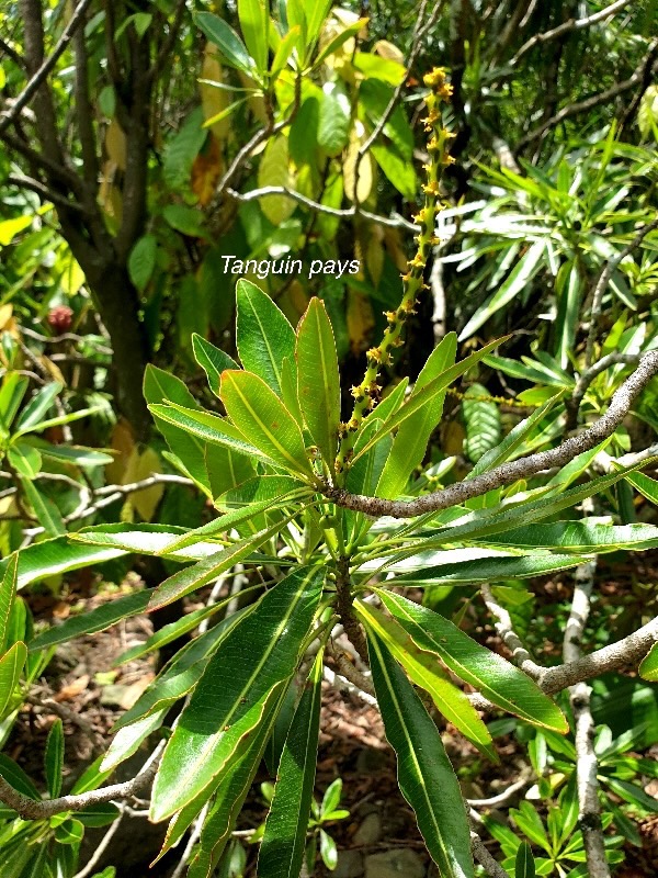 Stillingia lineata Tanguin pays Euphorbiaceae Indigène La Réunion 39.jpeg