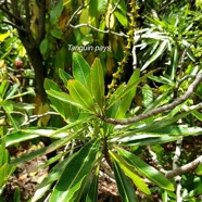 Stillingia lineata Tanguin pays Euphorbiaceae Indigène La Réunion 39.jpeg