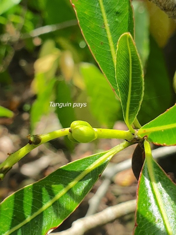 Stillingia lineata Tanguin pays Euphorbiaceae Indigène La Réunion 910.jpeg