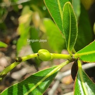 Stillingia lineata Tanguin pays Euphorbiaceae Indigène La Réunion 910.jpeg
