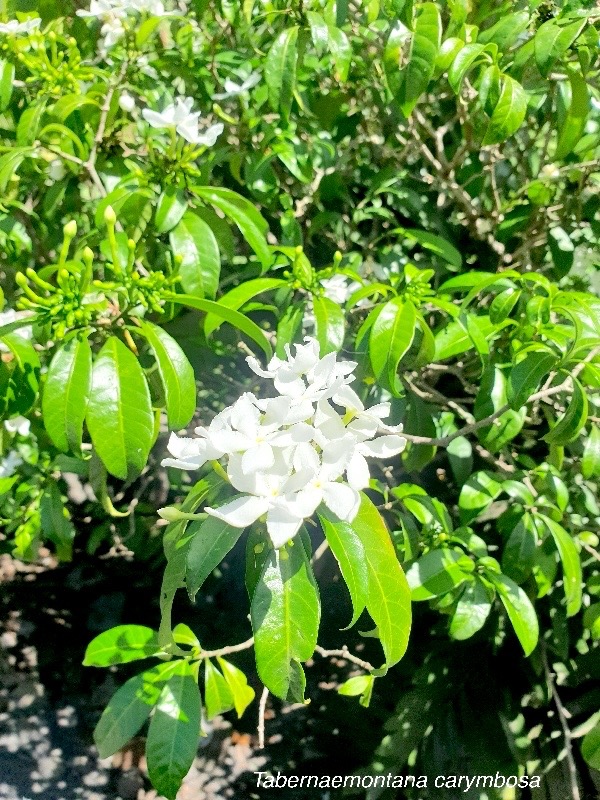 Tabernaemontana carymbosa Apocynaceae Asie du Sud Est 40.jpeg