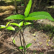 Tabernaemontana persicariifolia Bois de lait Apocynaceae Indigène La Réunion 221.jpeg