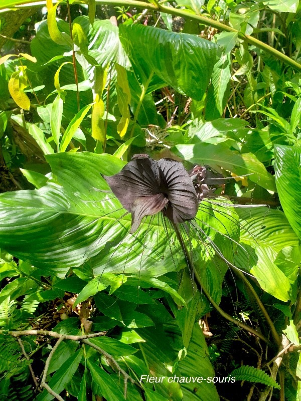 Tacca chantrieri Fleur chauve-souris Dioscoreaceae Malaisie ,Afrique de l'ouest 21.jpeg