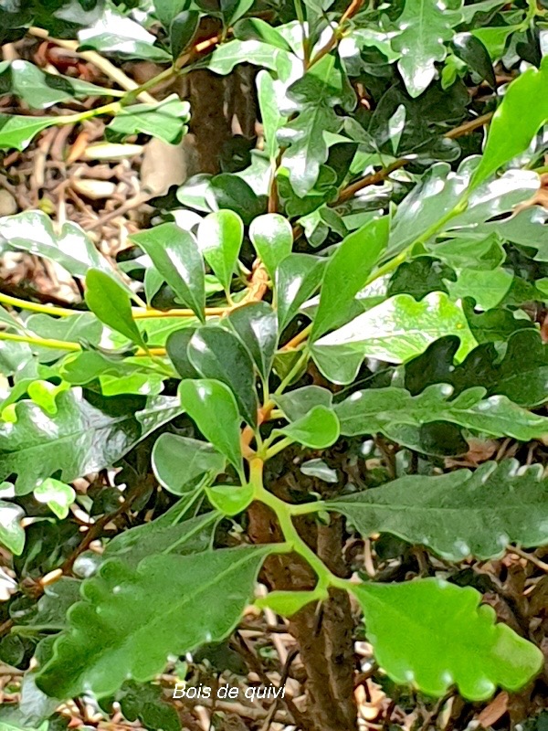 Turraea thouarsiana Bois de quivi Meliaceae Endémique La Réunion, Maurice 143.jpeg