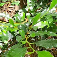 Turraea thouarsiana Bois de quivi Meliaceae Endémique La Réunion, Maurice 143.jpeg