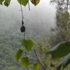 Passiflora alata.JPG