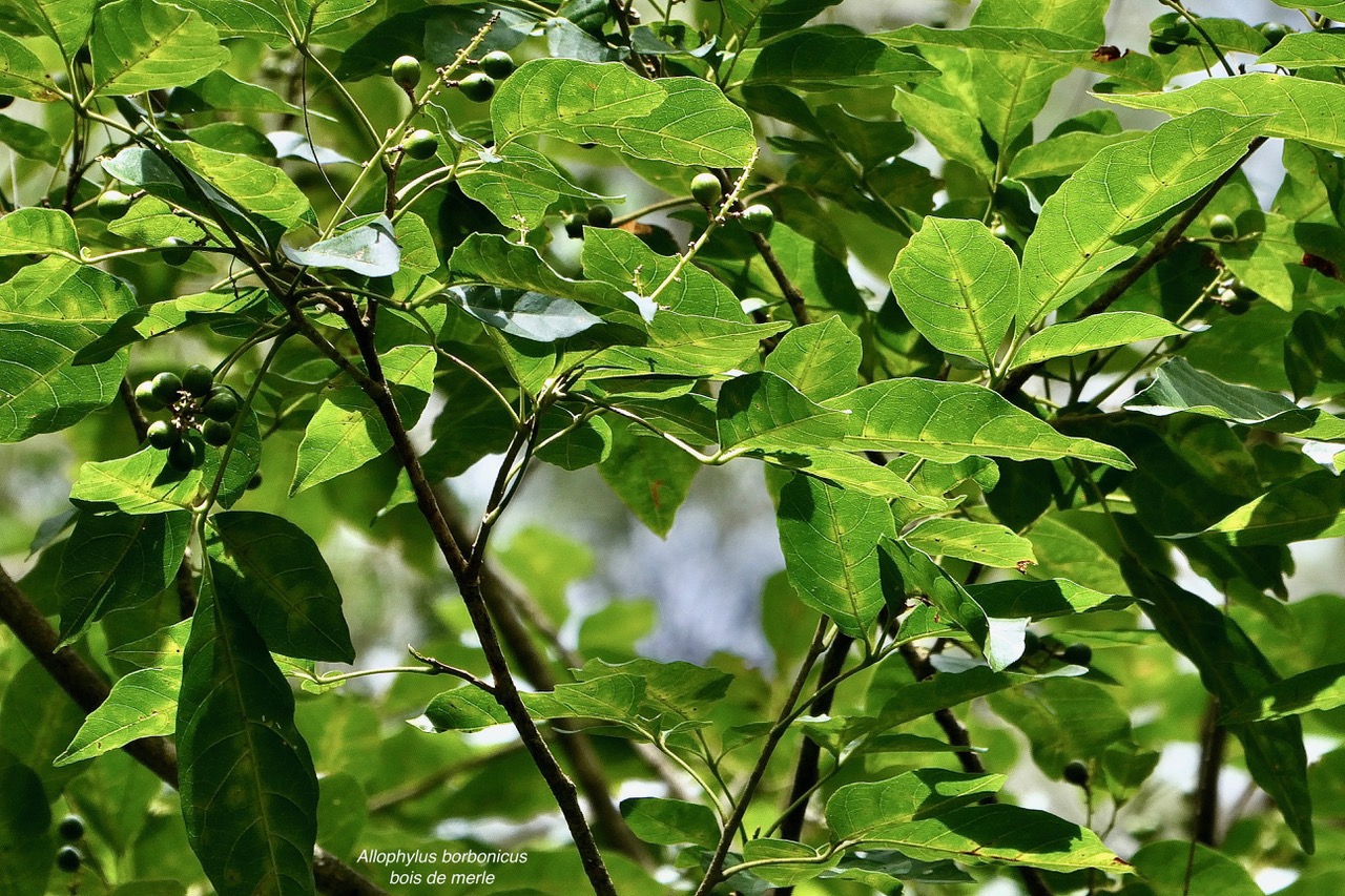 Allophylus borbonicus.bois de merle.sapindaceae.endémique Réunion Maurice Rodrigues. (1).jpeg