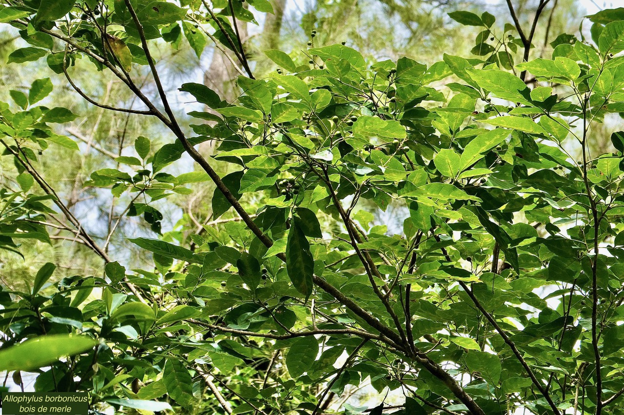 Allophylus borbonicus.bois de merle.sapindaceae.endémique Réunion Maurice Rodrigues..jpeg