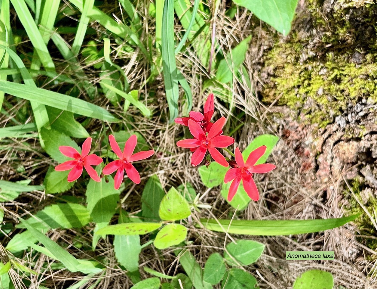 Anomatheca laxa.iridaceae.stenonaturalisé..jpeg