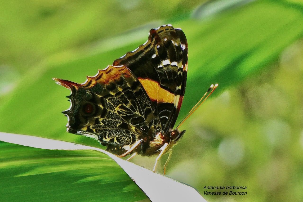 Antanartia borbonica.vanesse de Bourbon.nynphalidae..endémique Réunion. (1).jpeg