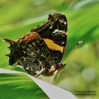 Antanartia borbonica.vanesse de Bourbon.nynphalidae..endémique Réunion. (1).jpeg