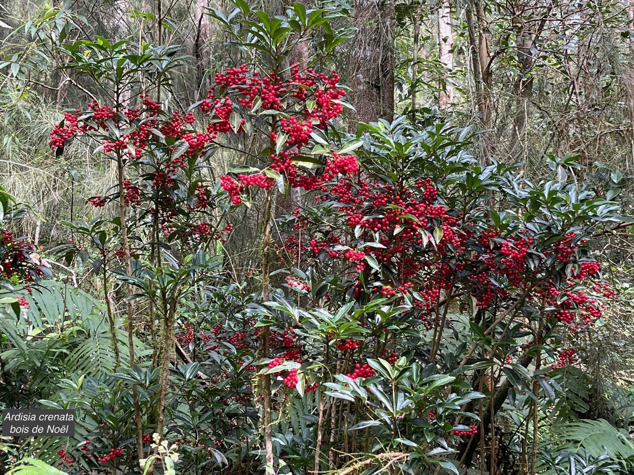 Ardisia crenata.bois de Noël.primulaceae.amphinaturalisé..jpeg